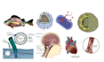 do great biology diagrams