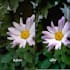 do photo editing in lightroom