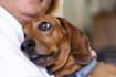 give a pet psychic reading communication any issues best