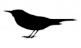design modern and amazing favicon in 24 hours