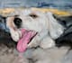 do custom pet portrait, cat portrait, dog portrait drawing