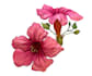 draw illustrations with flowers and different objects