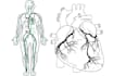draw professional anatomy and medical illustrations