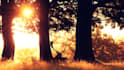 create youtube channel and 30 relaxing meditation vidéos