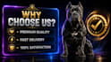 design premium stud flyers and breeding banners