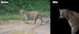 enhance wildlife photos with professional retouching and color grading
