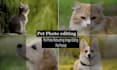 do your pet photo retouching and image editing