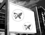 create butterfly monogram logo