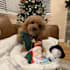 have my dog model your products
