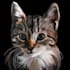 draw pet portrait illustration