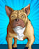 draw a cute comic portrait of your pet