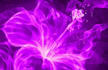 clear karma with the violet flame