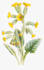 botanical illustration commercial use