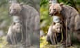 do animal wildlife photography retouching professionally