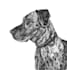 draw pencil pet portrait, dog portrait, cat portrait sketch