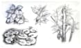 draw your flowers fruits vegetable and botanical plants