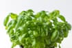 cook and shoot food photography for your business