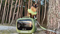 be your ugc cat model for your product or services photos and video