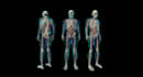 do 3d medical visualisation