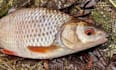write top notching content about fish, aquariums, and ponds