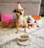 be your chihuahua dog model