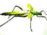 create realistic animal illustration for you