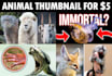 design youtube thumbnail for animal channel