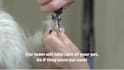 create 3 pet care, and dog grooming service promo video