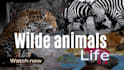 design amazing and unique youtube thumbnail