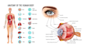 draw human anatomy illustrations