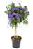 masking  tree and other images
