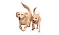 turn your pet into a digital artwork