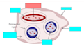 create anki flashcards from PDF notes lectures for fast exam revision