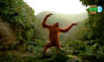 do funny monkey dancing animation with your music and text