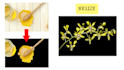 resize bulk images, reshape, remove background and make transparent in 24 hours