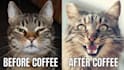 create professional funny meme with your social media logo