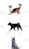 make your dog, cat, and animals into cartoon vector portrait