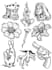 make you a cool engraving style blackwork tattoo design