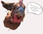 design a personalized message with a chicken photo