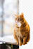 do 100 photos background removal