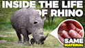 design amazing clickbait animal thumbnail