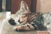 create cat meditation music video for youtube channel