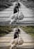 colorize black and white photos