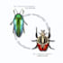 draw an insect of your choice