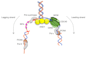 do scientific illustrations for your paper or presentation