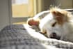 help you communicate with and find your lost or missing pet