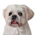 draw your dog or any pet into cartoon