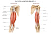 do high quality medical illustrations