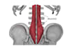 do high quality medical illustrations