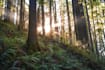 create meditation videos with nature sound and soft music